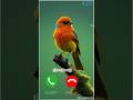 Poco c15 phone #dj #music #remix #miredmiringtone #smartphone #mobileringtone #shorts #shortsfeed