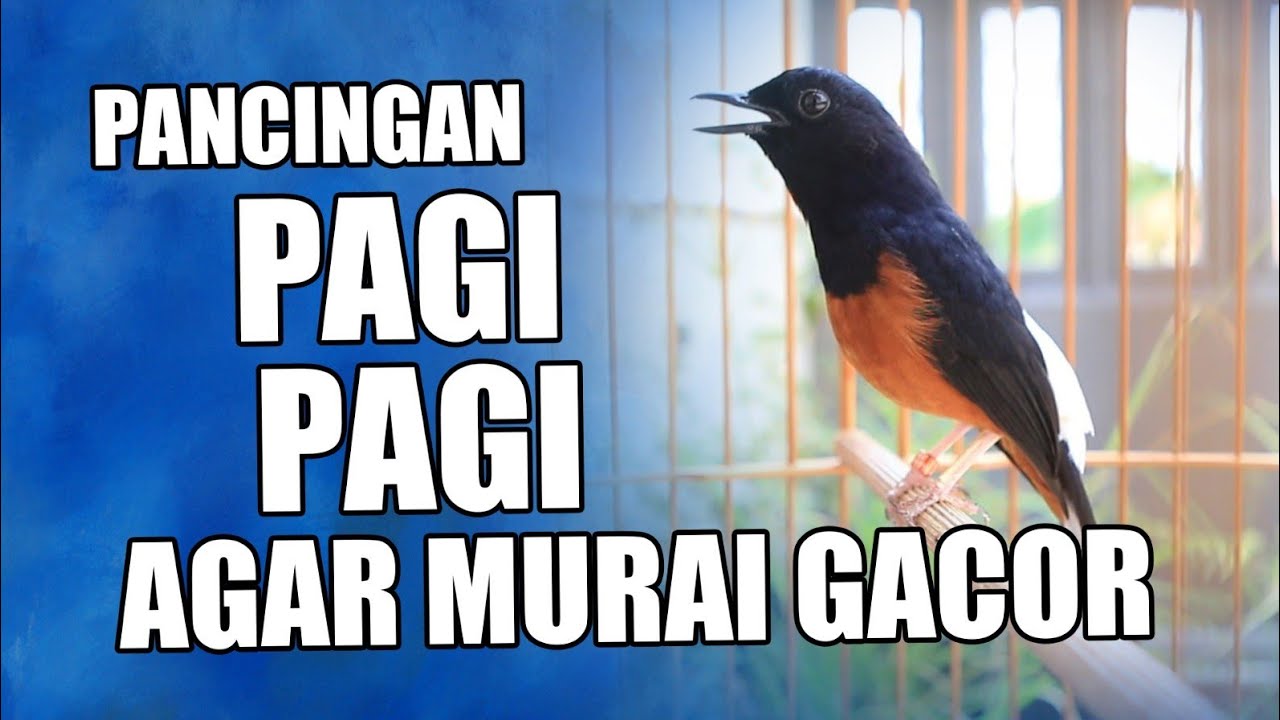PANCINGAN MURAI BATU BONGKAR ISIAN CILILIN , 100% EFEKTIP BUAT MURAI BATU MALAS JADI GACOR