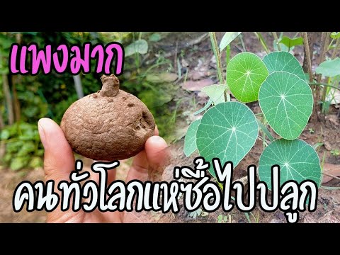 วีดีโอ: บาดานใบหนา - เป็นไม้ประดับสมุนไพรที่มีประโยชน์และสวยงาม