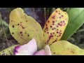 Ферма орхидей на Пхукете