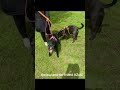 #dogshorts #dogwalk #dog #Missy #clacton