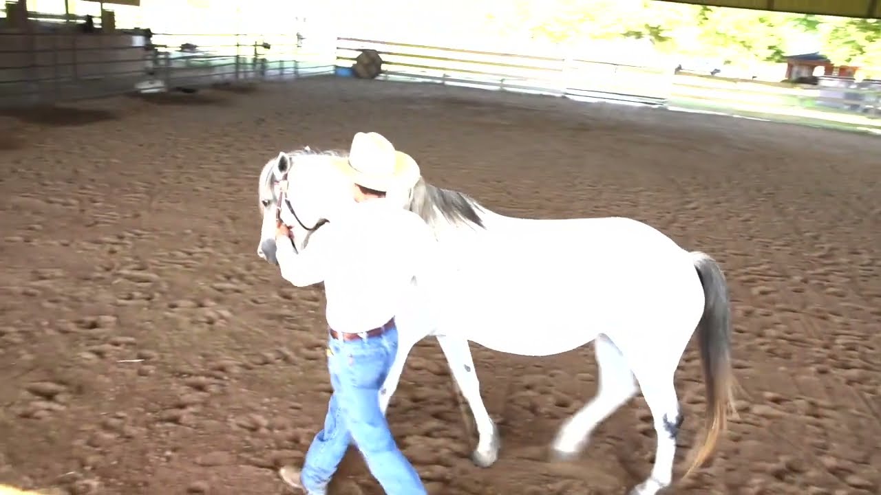 13.  In Hand Work - Halfpass on the Circle