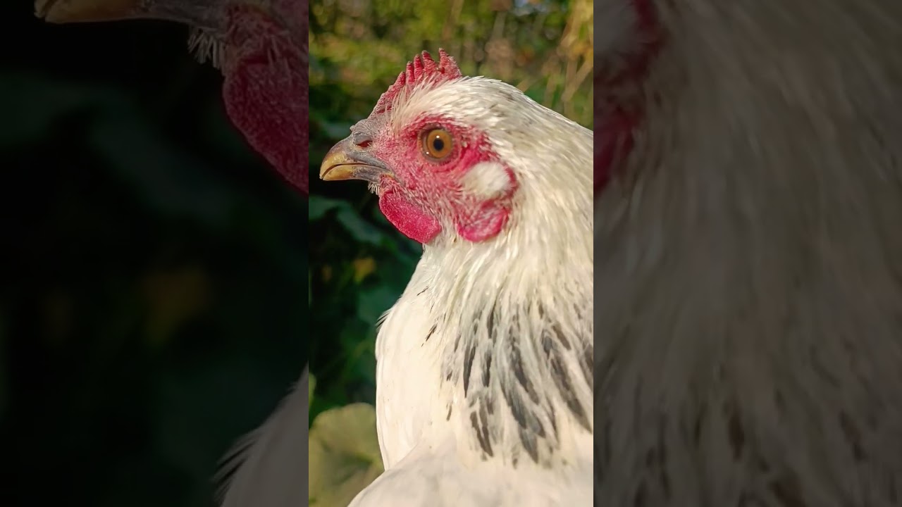 How does a chicken sound? 