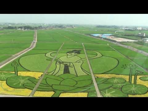 「田んぼアート」in行田 2013