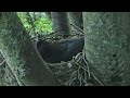 Ravens nest 🐦‍⬛🐦‍⬛ Pacific Northwest 4/16/25 #birdingparadise #birdsnest #birdlovers #bird
