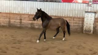 Reg. Canadian Sport Horse: RSH Cody