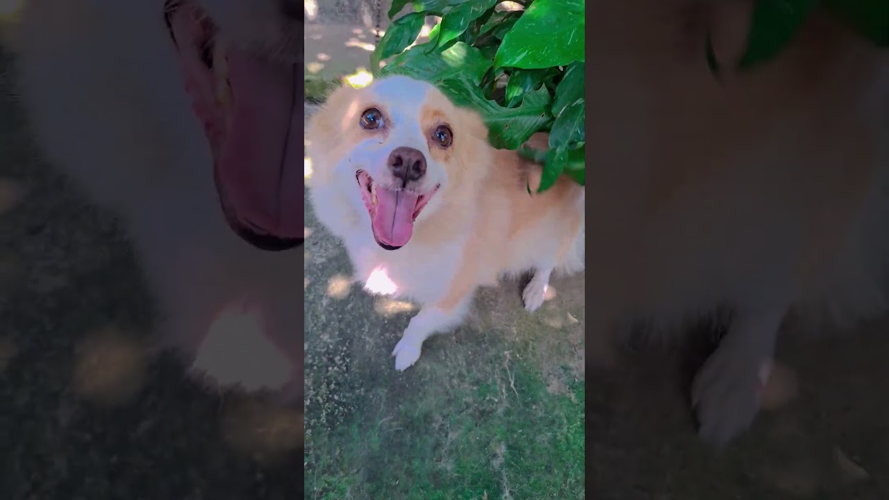 #dog #dogbarkingvideo #4kviral #ytshorts #pets #ytshorts