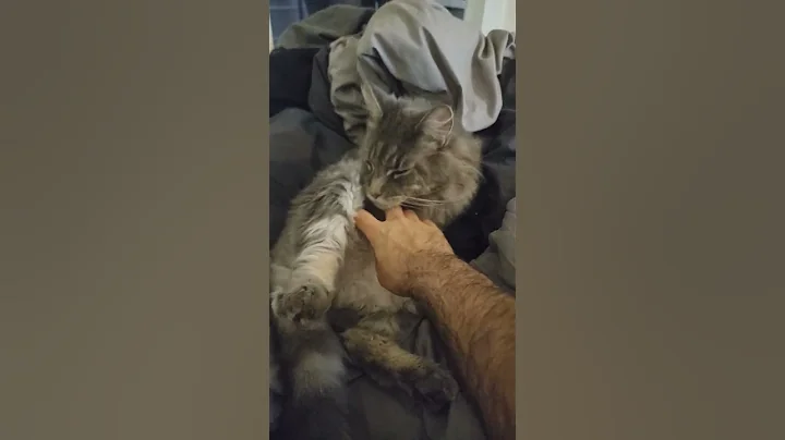 Video 11754961: mainecoon cat kitten