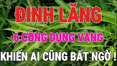 Đinh Lăng – Nhân Sâm Của Người Nghèo! 6 Công Dụng Vàng Khiến Ai Cũng Bất Ngờ!
