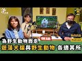 為野生動物而走｜遊蕩犬貓對野生動物的威脅以及困境｜ft.「1029為野生動物而走」活動總召李宗宸、台灣動物社會研究會副執行長陳玉敏｜公視我們的島Podcast @EP.81