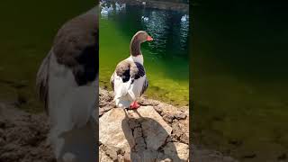 أوزه جميله جدآ                      سمعها