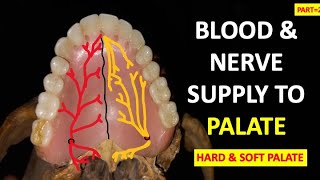 BLOOD AND NERVE SUPPLY TO PALATE// PART=2// HARD & SOFT PALATE/ SENSORY INNERVATION @dentalcafe4331 screenshot 2