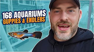 168 Aquariums of Endler and Guppy Breeding [Fish Room Update]