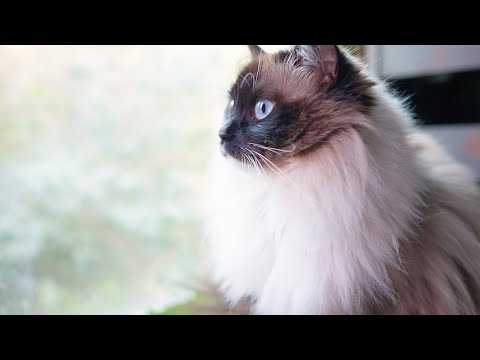ラグドール猫がウグイスを見つけたようです