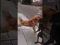 Crazy Golden Retriever Attacks on 2 Doberman 👿 #shorts / #youtubeshorts