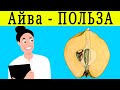 АЙВА ПОЛЬЗА АЙВЫ - кому нужно есть айву