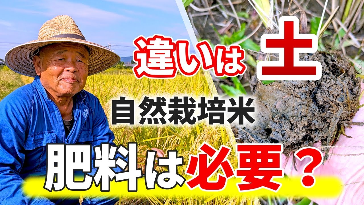 お米作りに肥料が必要なのか？｜植田自然栽培米（自然栽培米専門店ナチュラルスタイル）