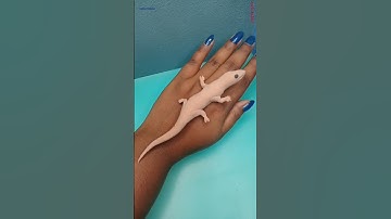 lizard (tiktiki) making /DIY craft #shorts #viral