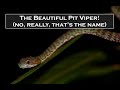 Trimeresurus venustus - The Beautiful Pit Viper - Thailand Living