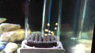 Enantiopus sp. \