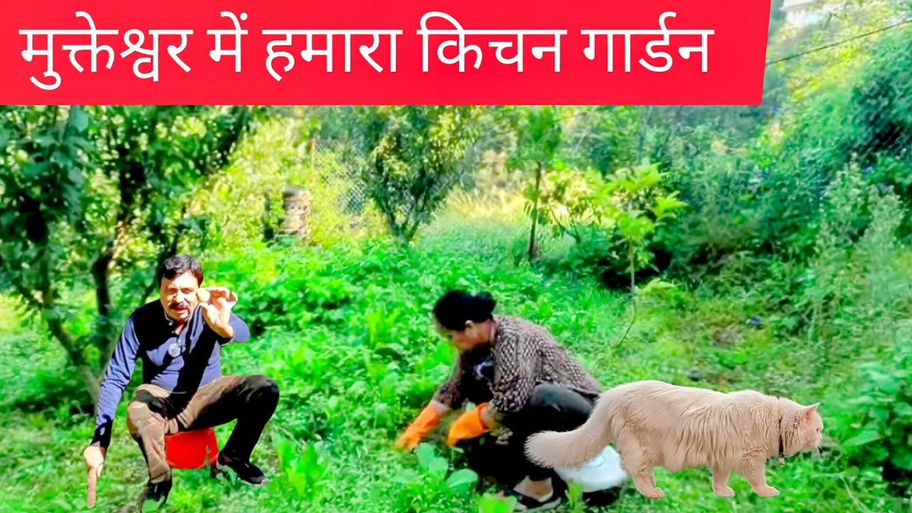 Retired Couple doing Hard Work in Garden of Pahari Cottage | पहाड़ो में घर हो तो मेहनत में भी मजा है