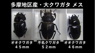 多摩地区産・大クワガタ メス