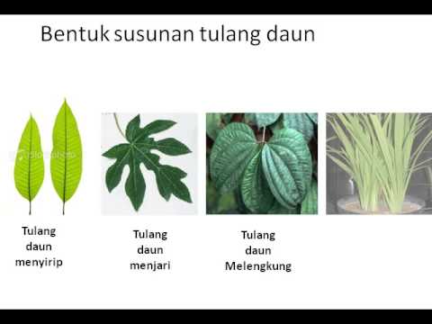 Animasi daun YouTube