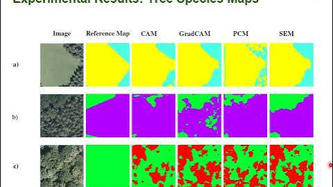 Weakly Supervised Semantic Segmentation for Tree Species Classification Based on Explanation Methods