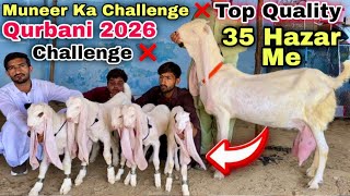 Qurbani 2026 Ka Bakra 🍀 & Dodh Wali Or Bacho Wali Bakriyan Ki Sale 🚨 Muneer Goat Farm 