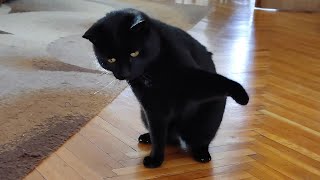 This Cat Has A New Enemy