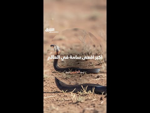 أكبر أفعى سامة في العالم