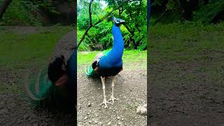 😱😱 Omg Blue Peacock Is Very Near To Me 😱😱 Resimi