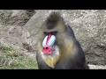 Mandrill monkeys - courtship and mating | Mandrillus sphinx