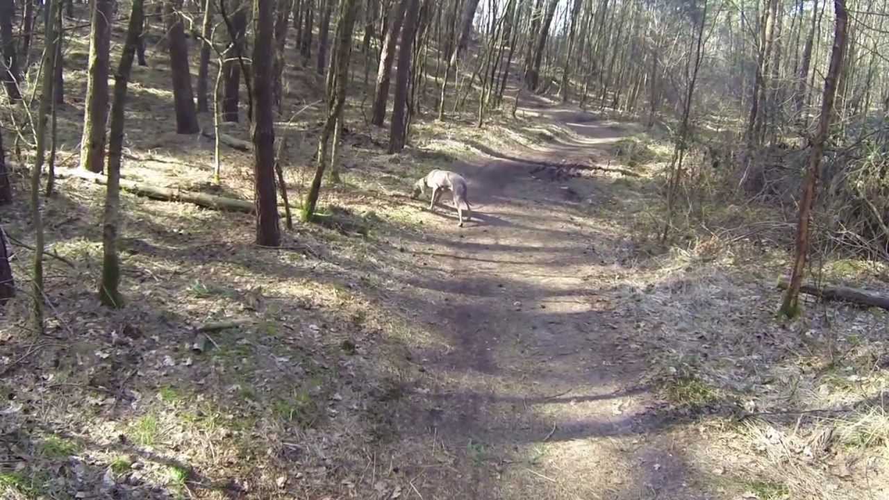 Video Hundewanderung Galgenvenn, Kaldenkirchen, Nettetal - Wandern in NRW 1. Wanderung mit Hund