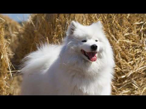 Видео: Самоедская порода собак лает больше всего, по данным компании Dog Camera