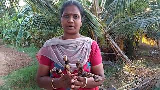 Village Attukal soup recipe | goat leg soup recipe |ஆட்டுக்கால் பாயா