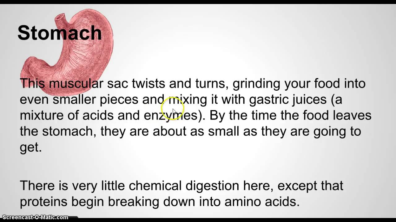 mechanical and chemical digestion youtube chemical digestion