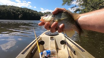 Catching Shellcrackers on the FALL transition