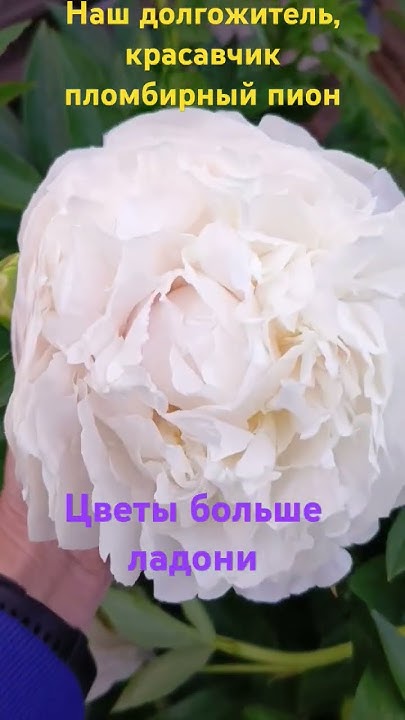 #пион #пионы #цветы #дача #дачныеистории #сад #красивыецветы #garden # ...