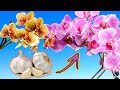 METTI L'AGLIO nelle ORCHIDEE e guarda cosa accade! 🌺 L'aglio fa fiorire le orchidee?!