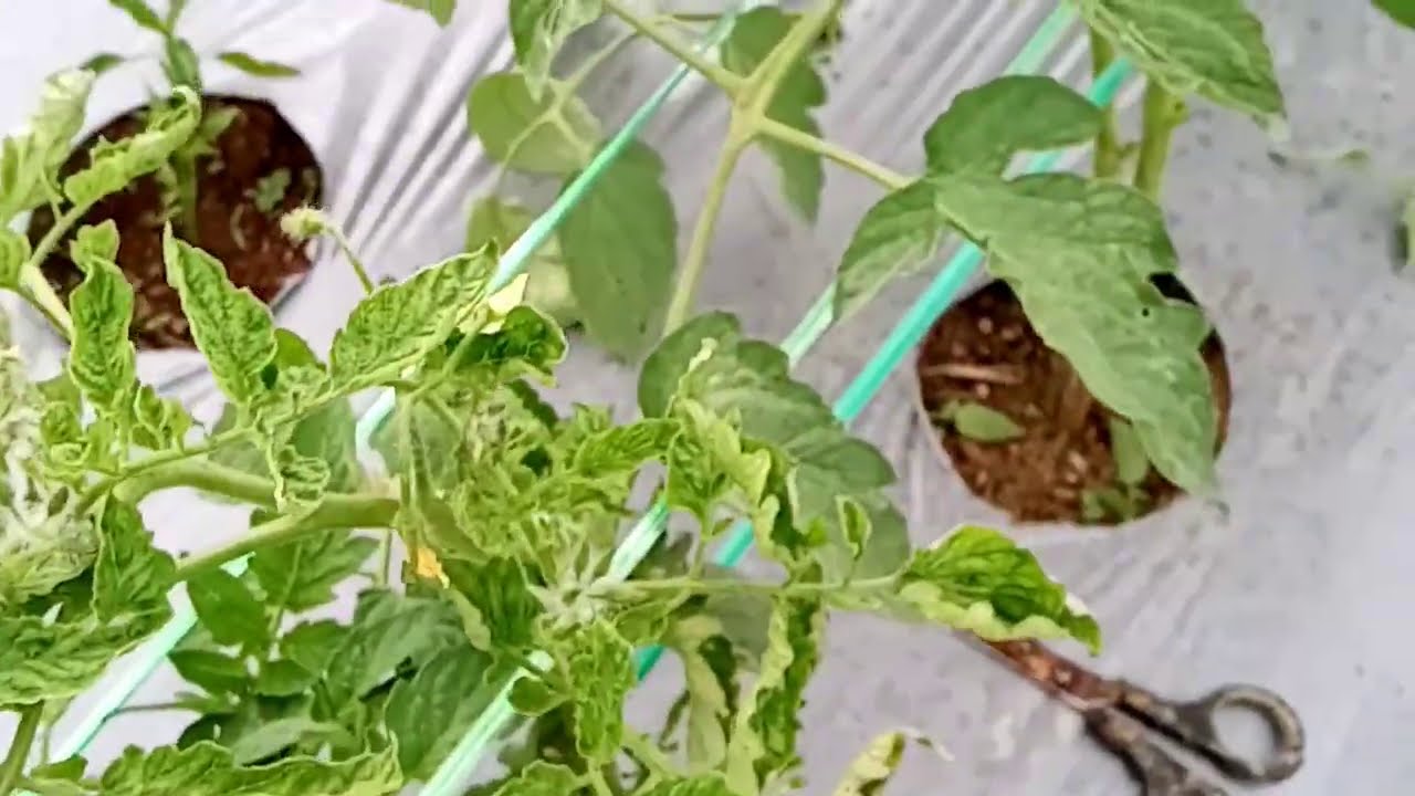 basmi mahluk halus pembawa sial pada tanaman tomat & cabe ( cara atasi kriting tomat & cabe)