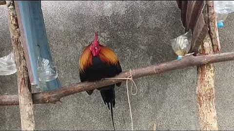 nyiam nug tau nawb :26/11/2024