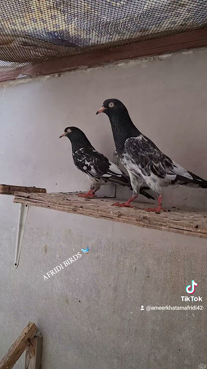 Baghla and rangeen teddy