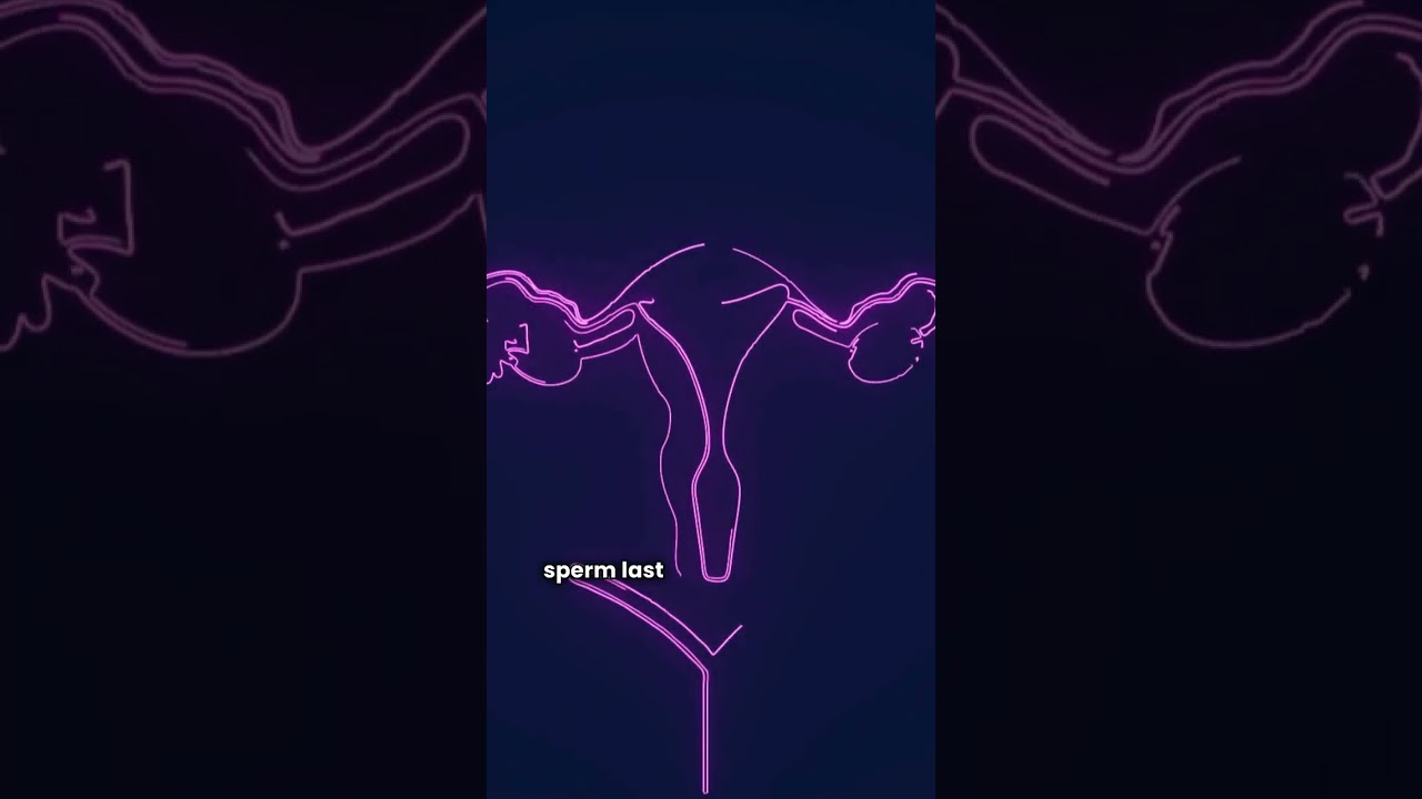 How Long Can Sperm Survive Inside the Female Body? | Pregnancy  Chances Explained | DreamBigEnglish