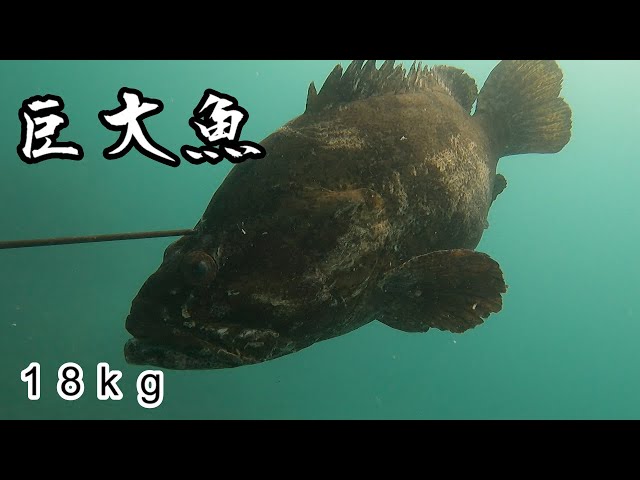 銛　素潜り　魚　魚つき maxresdefault.jpg