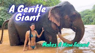 AN ELEPHANT TAKES A BATH - A Day In The Jungle With My New Best Friend!