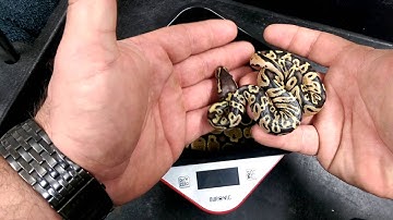 What weight should my new baby ball python be?