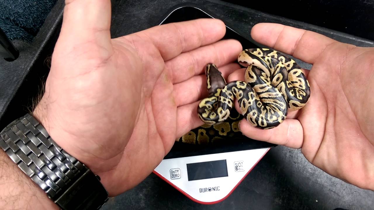 Ball Python Weight Chart