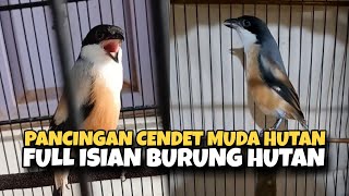 Pancingan Cendet Muda Hutan Full Suara Burung Hutan 