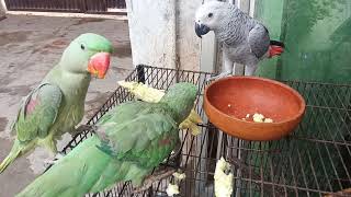 Congo african grey parrot and alexandrine parrot eating | Parakeet